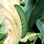 Imported Cabbageworm