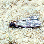 Indian Meal Moth