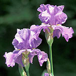 Iris Borer