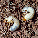June Bugs - May Bugs