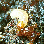 Lesser Peach Tree Borer