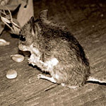 Mice