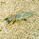 Mole Crickets