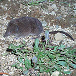 Mole