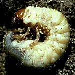 Northern Masked Chafer