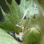 Omnivorous Leafroller