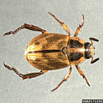 Oriental Beetle