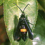 Peach Twig Borer