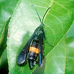 Peachtree Borer