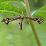 Artichoke Plume Moth