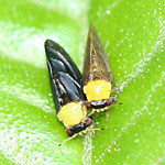 Psyllids