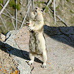 Rodents