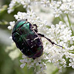Rose Chafer