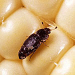 Sap Beetle