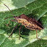 Squash Bug