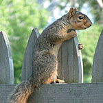Squirrels