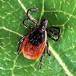 Ticks