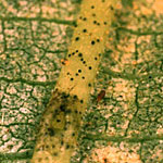 Two-Spotted Spider Mite