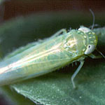 Potato Leafhopper