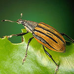 Root Weevil