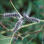 Walnut Caterpillar