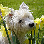 Get A Jump On Outdoor Flea Control