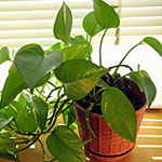 Helping Your Houseplants