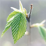 Home Orchard Care