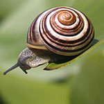 Pre-bait to Stay a Step Ahead of Garden Pests
