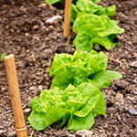 Preparing Your Soil For Spring Planting