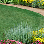 4 Steps to a Successful Lawn