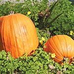 Punkin' Fest