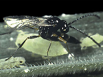 Aphid Parasite <I>Aphidius colemani</I>