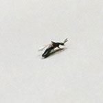 Rove Beetle,<i>Dalotia coriaria (=Atheta coriaria)</i>