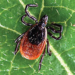 Ticks & Lyme Disease! (Yikes...)