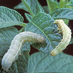 Mosquitoes and Caterpillars Beware!
