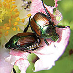Beetle Mania!