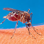West Nile Virus Hits Again