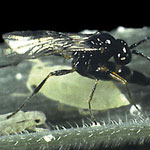 About Aphid Parasites