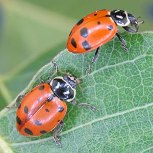 9,000 Live Ladybug Beetles <I>Hippodamia convergens</I> - Medium Garden