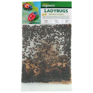 Starter Size Ladybugs - 1,500