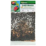 Starter Size Ladybugs - 1,500