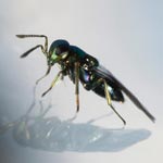 <i>Diglyphus isaea</i>, Warm-Weather Leafminer Parasite