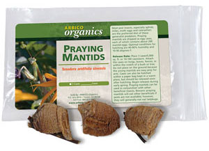Praying Mantis Egg Cases <I>Tenodera aridifolia sinensis</I>