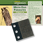 Moth Egg Parasites - <i>Trichogramma</i>