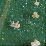 <i>Neoseiulus Californicus</i> Mite Predator 25,000