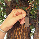 Worm Free Fruit - With <i>Trichogramma</i> Wasps