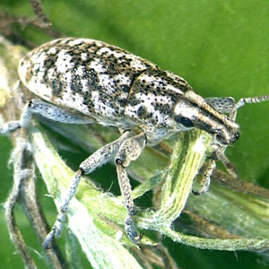 Knapweed Root Weevil <I>Cyphocleonus achates</I> 105 Adults