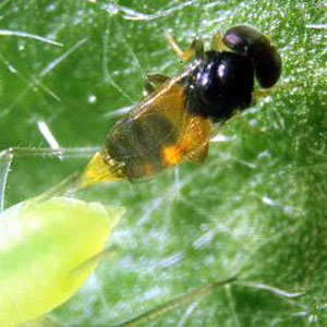<i>Aphelinus abdominalis</i> Aphid Parasite - 250 Mummies