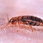 How to Kill Bed Bugs